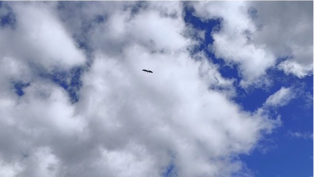 Volando el dron WingtraOne 1